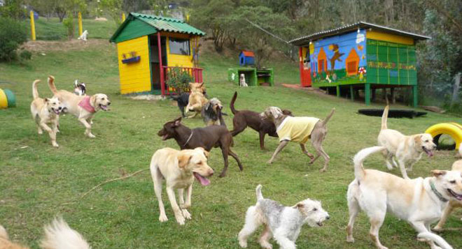 adiestramiento hospedajes mascotas Motor16
