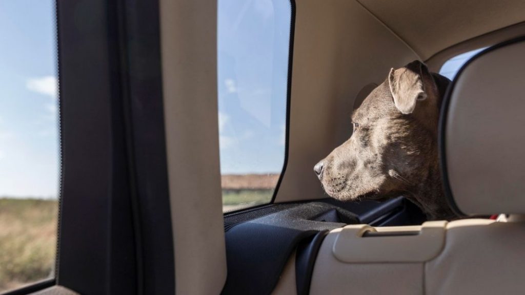 mascota viaje auto Motor16