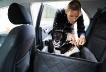 Danubio exagerar tolerancia La nueva multa de la DGT por llevar al perro en el coche - Motor 16