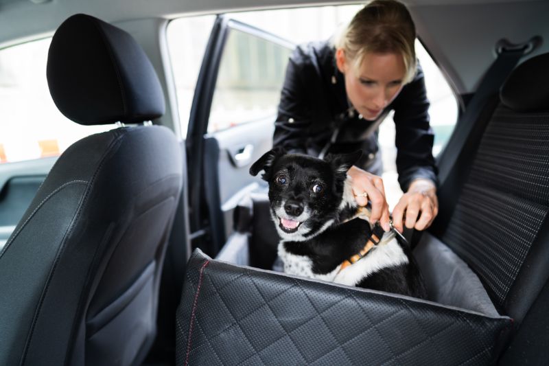Si piensas viajar con tu perro en el coche, esta es la normativa que debes conocer 62 Motor16 perro dgt