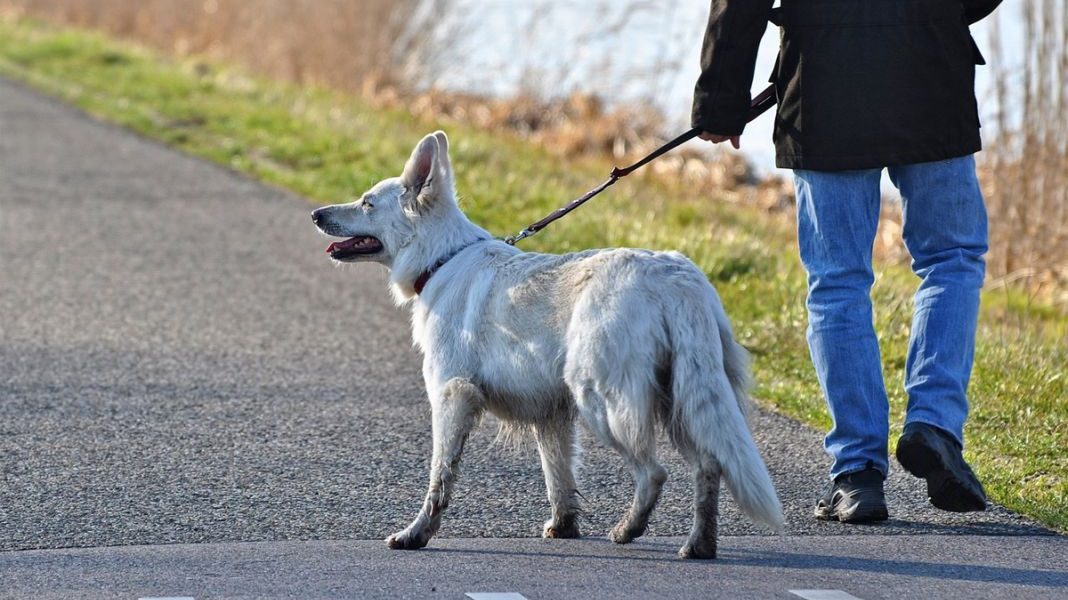 El aviso de la DGT a los peatones: normas que tienes que cumplir 53 Motor16 perro