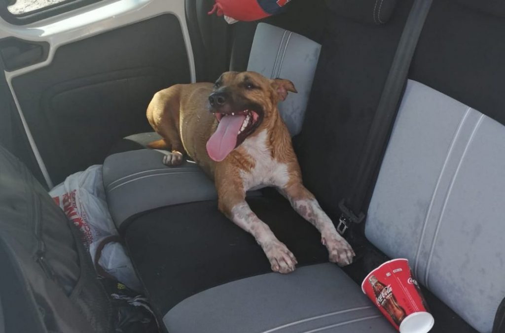 Si no quieres que te multe la DGT, así tienes que llevar a tu perro en el coche 137 Motor16 Perro suelto