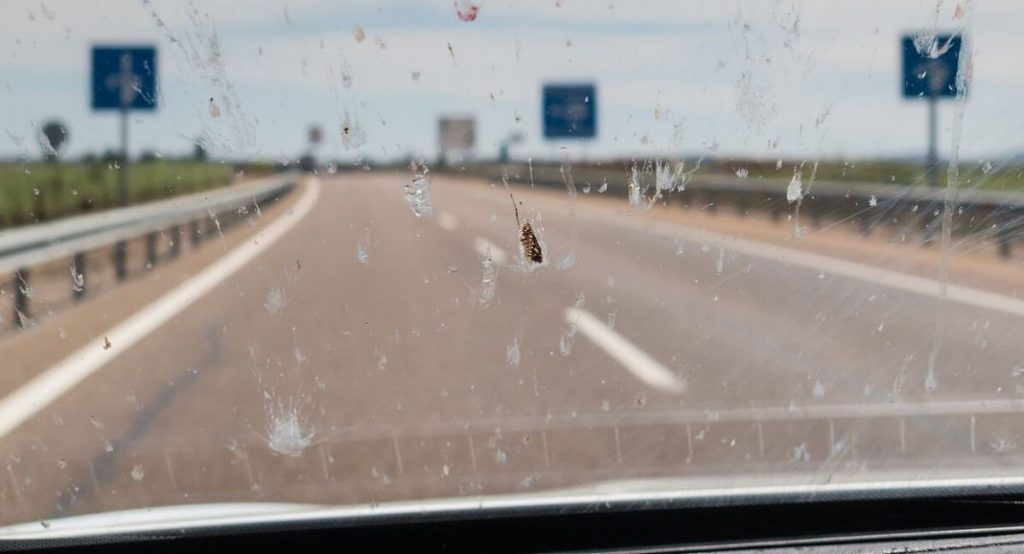 7-Más aves e insectos