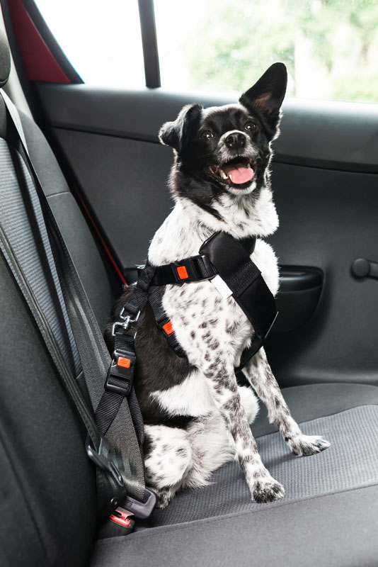 Evita la multa de la DGT por llevar a tu perro en el coche con este accesorio de 10 euros 104 Motor16 perro en el coche 1 Motor16