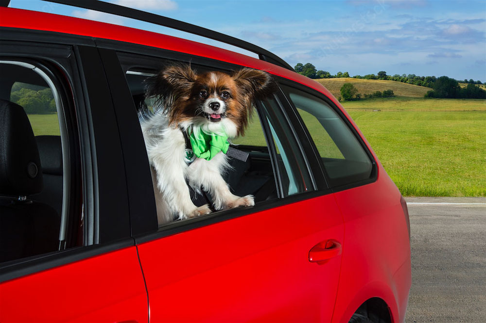 Evita la multa de la DGT por llevar a tu perro en el coche con este accesorio de 10 euros 101 Motor16 perro en el coche 3 Motor16