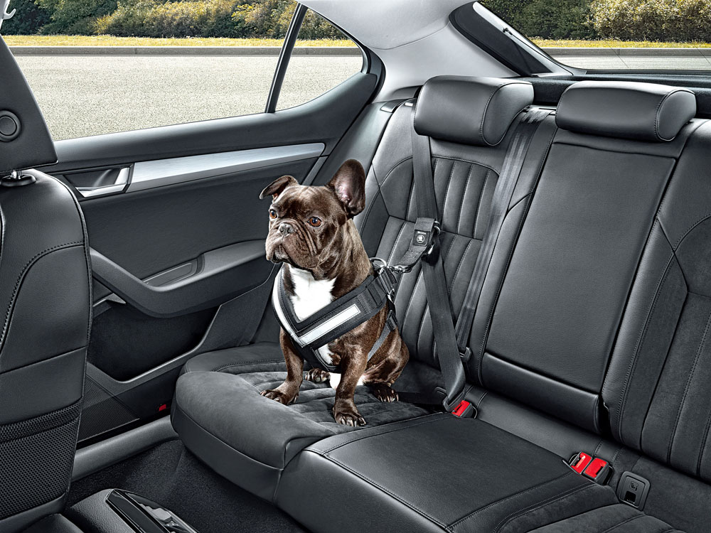 Si no quieres que te multe la DGT, así tienes que llevar a tu perro en el coche 133 Motor16 arnés para mascota