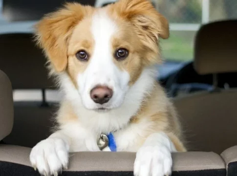 Cómo quitar el olor a perro de tu coche