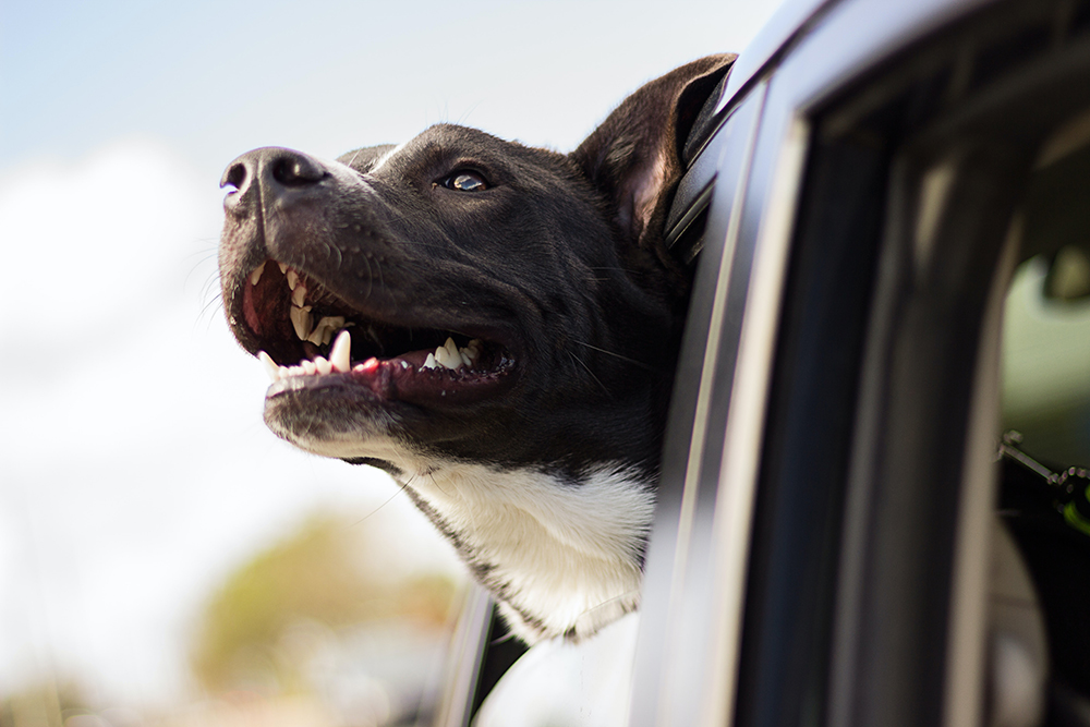 Vacaciones de verano: si viajas con tu perro debes seguir estos consejos 3 Motor16 viajar con perro Motor16