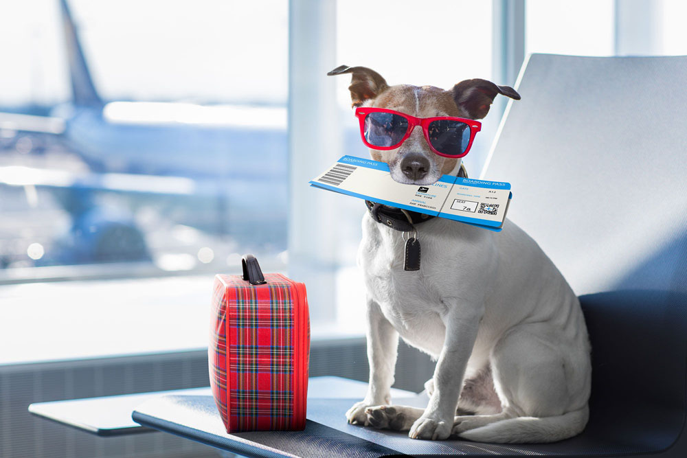 Si piensas viajar con tu perro en el coche, esta es la normativa que debes conocer 63 Motor16 transportar tu mascota coche 6 Motor16
