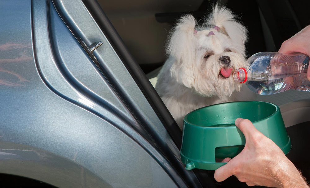 perro bebiendo agua