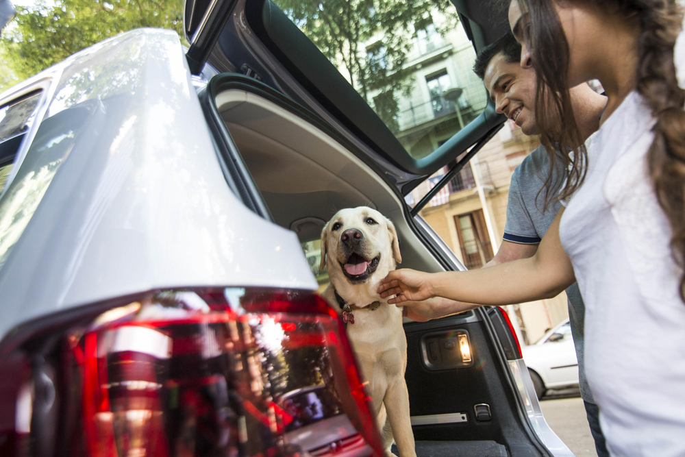 ¡No imaginas lo que la DGT exige para tu peludo copiloto! Multas por no asegurarlo adecuadamente 1 Motor16 viajar con mascotas2 Motor16