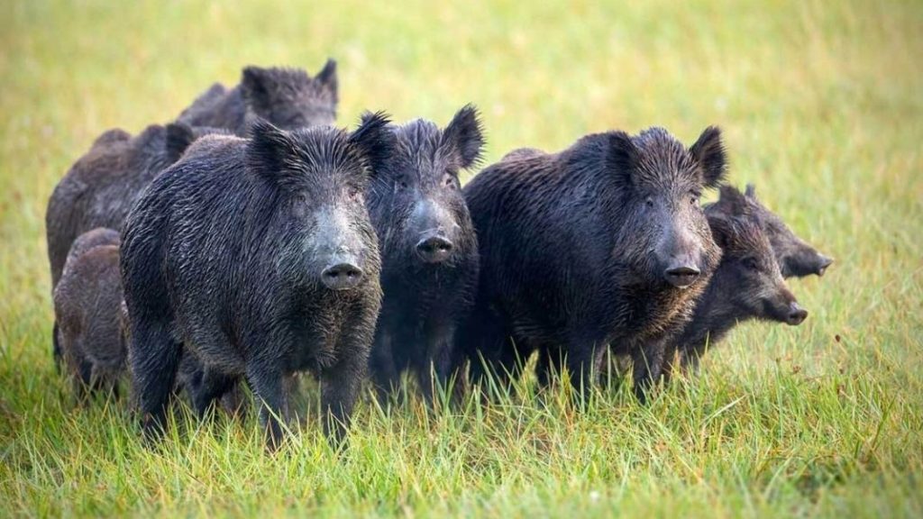 Esta es la señal de tráfico que se ha hecho viral en redes sociales 125 Motor16 atropello animales4 Motor16