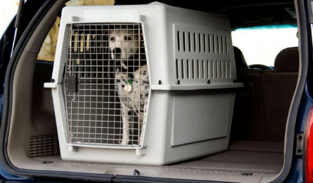 Trasportin para perro
