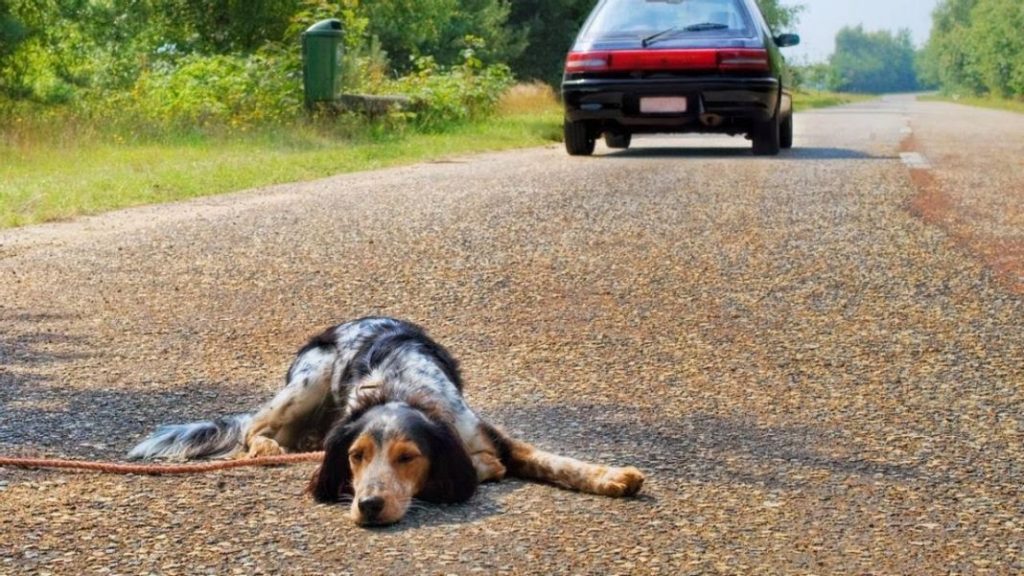 Perros y gatos: los involucrados en los accidentes de tráfico que más aumentaron en 2022 106 Motor16 accidentes