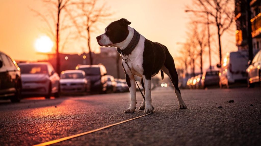 Perros y gatos: los involucrados en los accidentes de tráfico que más aumentaron en 2022 107 Motor16 abandono