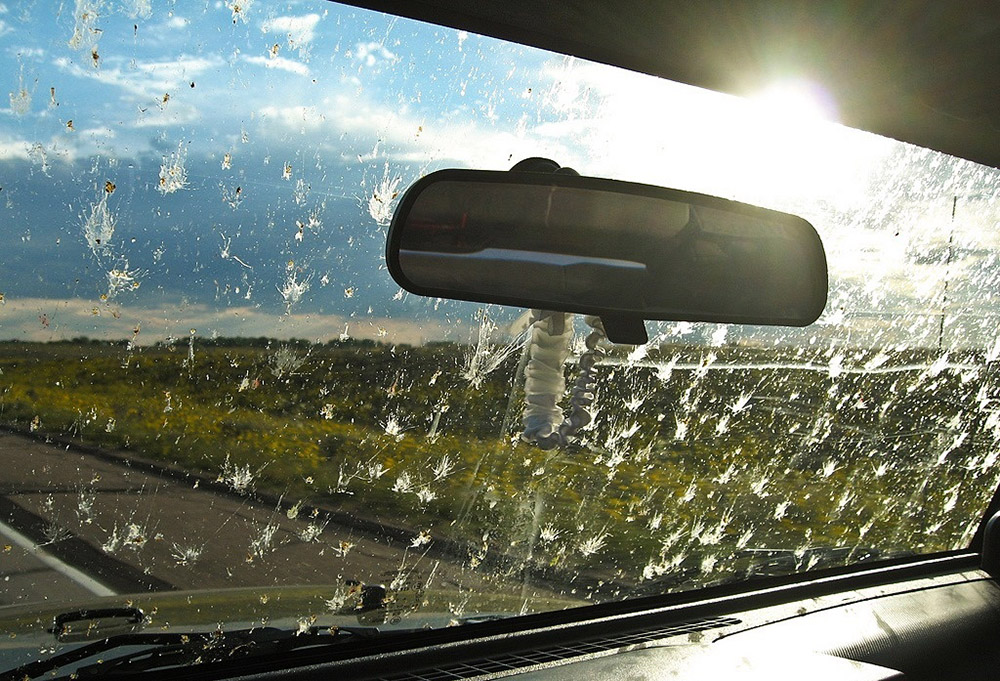Menos de 1 euro te costará el remedio casero para eliminar los mosquitos de tu coche a la perfección 1 Motor16 mosquitos