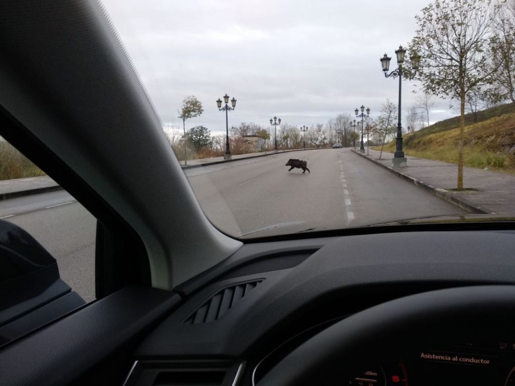 jabali carretera Motor16