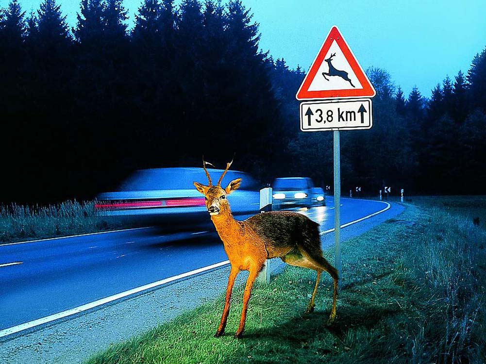 Atropellos de animales en carretera.