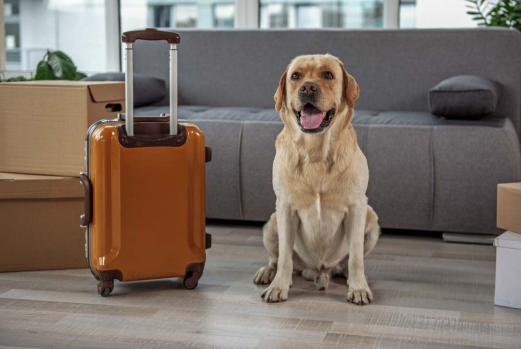 Mucho cuidado al viajar con tu perro: esto puede suceder 47 Motor16 seguridad
