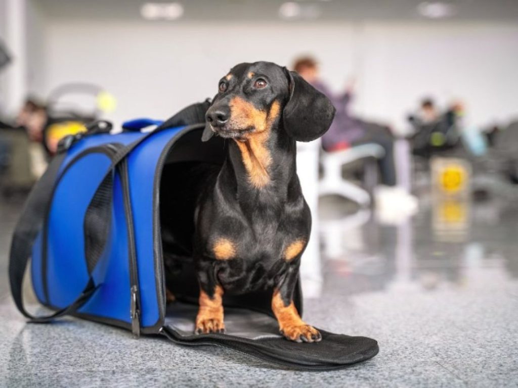 Mucho cuidado al viajar con tu perro: esto puede suceder 44 Motor16 viajar