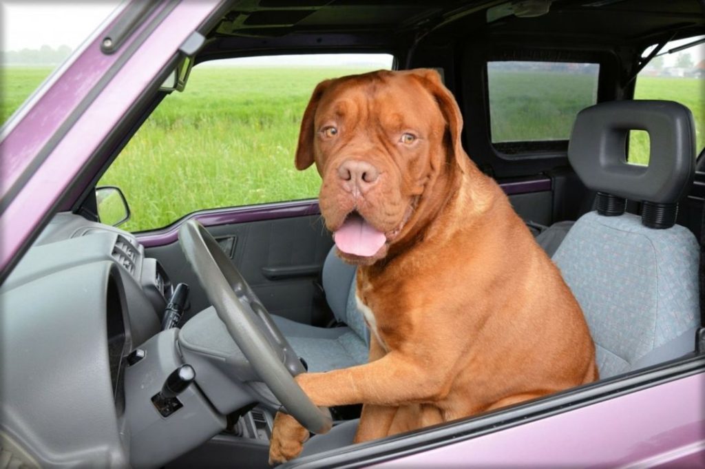 Mucho cuidado al viajar con tu perro: esto puede suceder 45 Motor16 animales