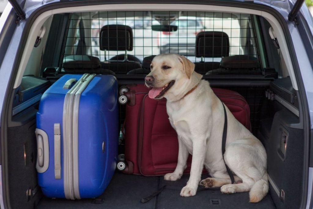 perro Motor16