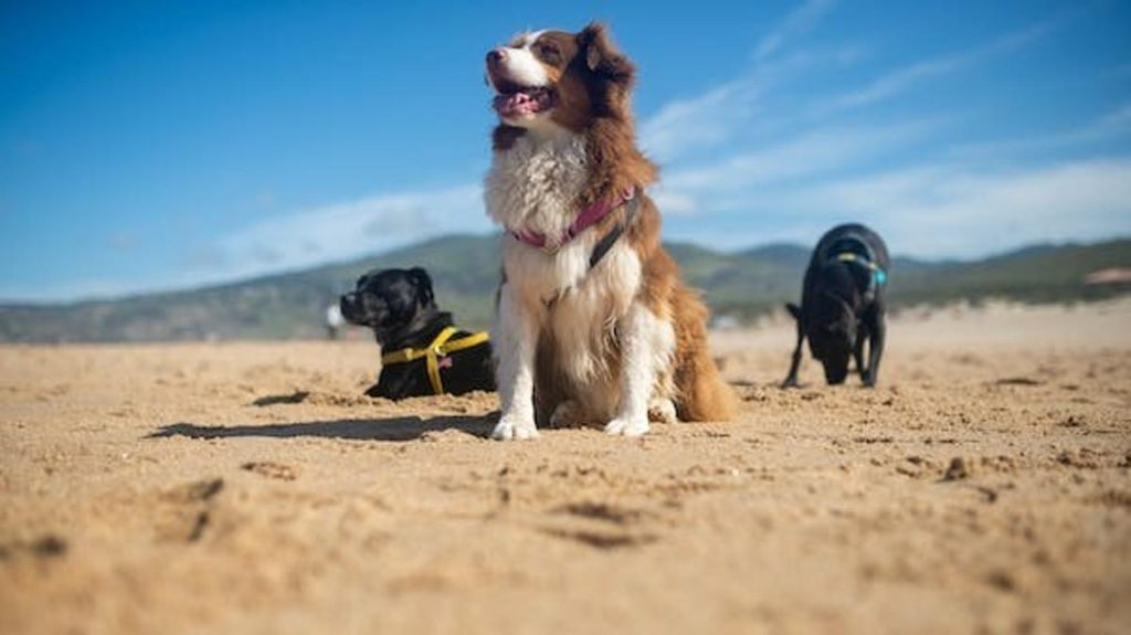 Mucho cuidado al viajar con tu perro: esto puede suceder 46 Motor16 espacio