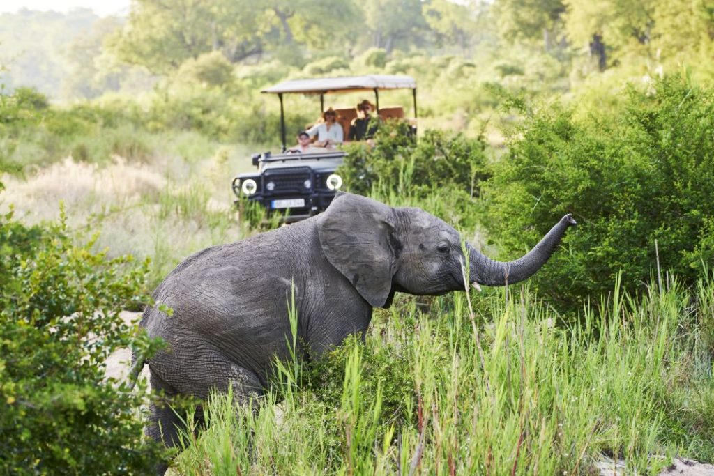 INEOS Grenadier Safari Vehicle by INEOS Kavango 3 Motor16