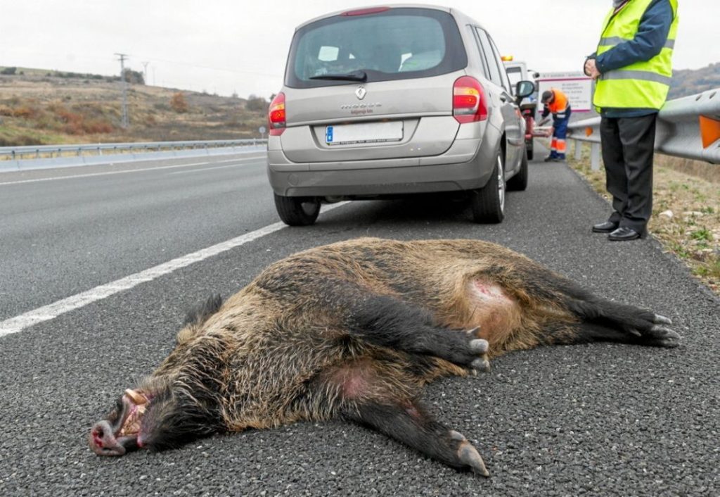 accidentes con animales DGT
