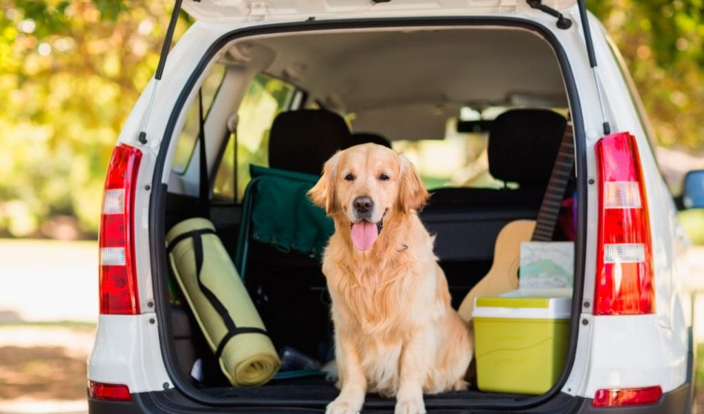 viajar  con mascotas en el coche