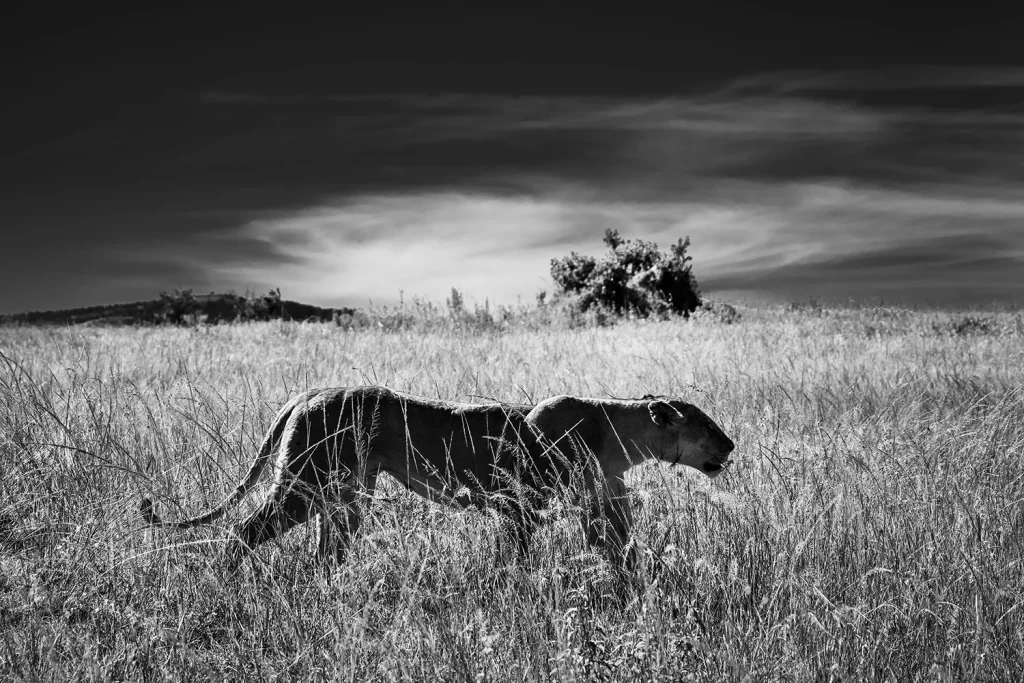 LAURENT BAHEUX 2 Motor16