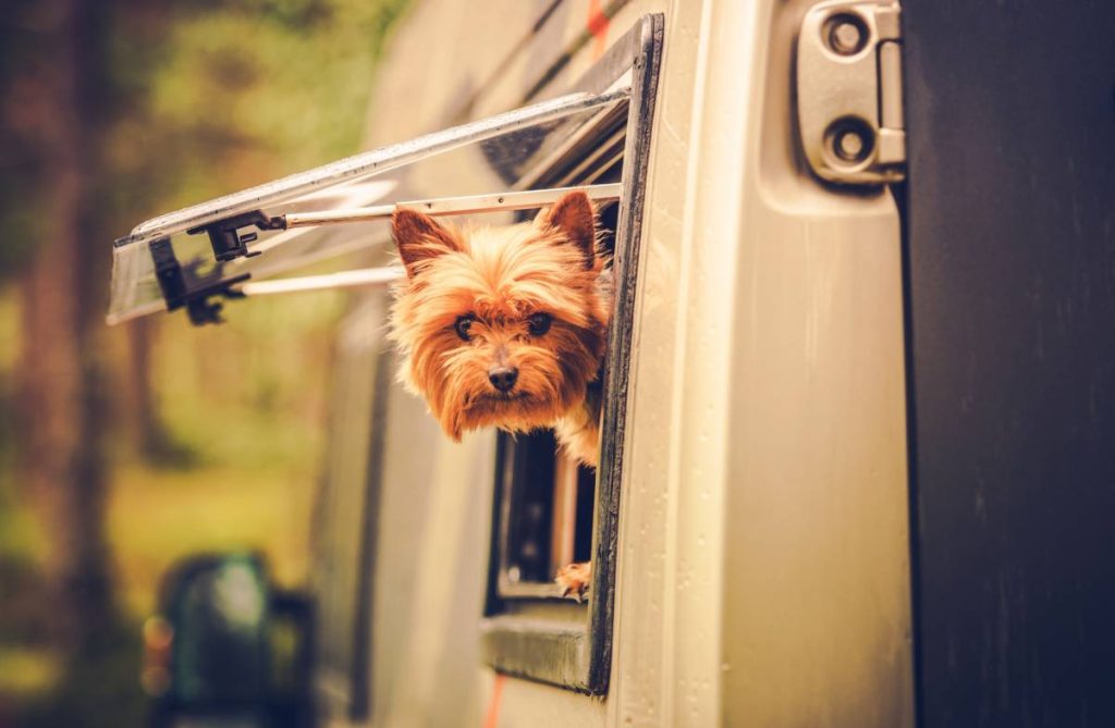 La Ley de Protección Animal y la multa que las autoridades te pueden poner por dejar a tu perro en una caravana 18 Motor16 caravana