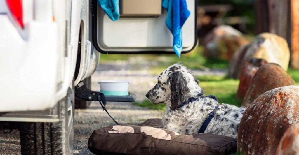 La Ley de Protección Animal y la multa que las autoridades te pueden poner por dejar a tu perro en una caravana 19 Motor16 multar