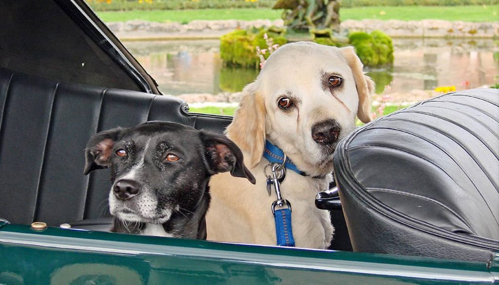 perro en el coche 4 Motor16
