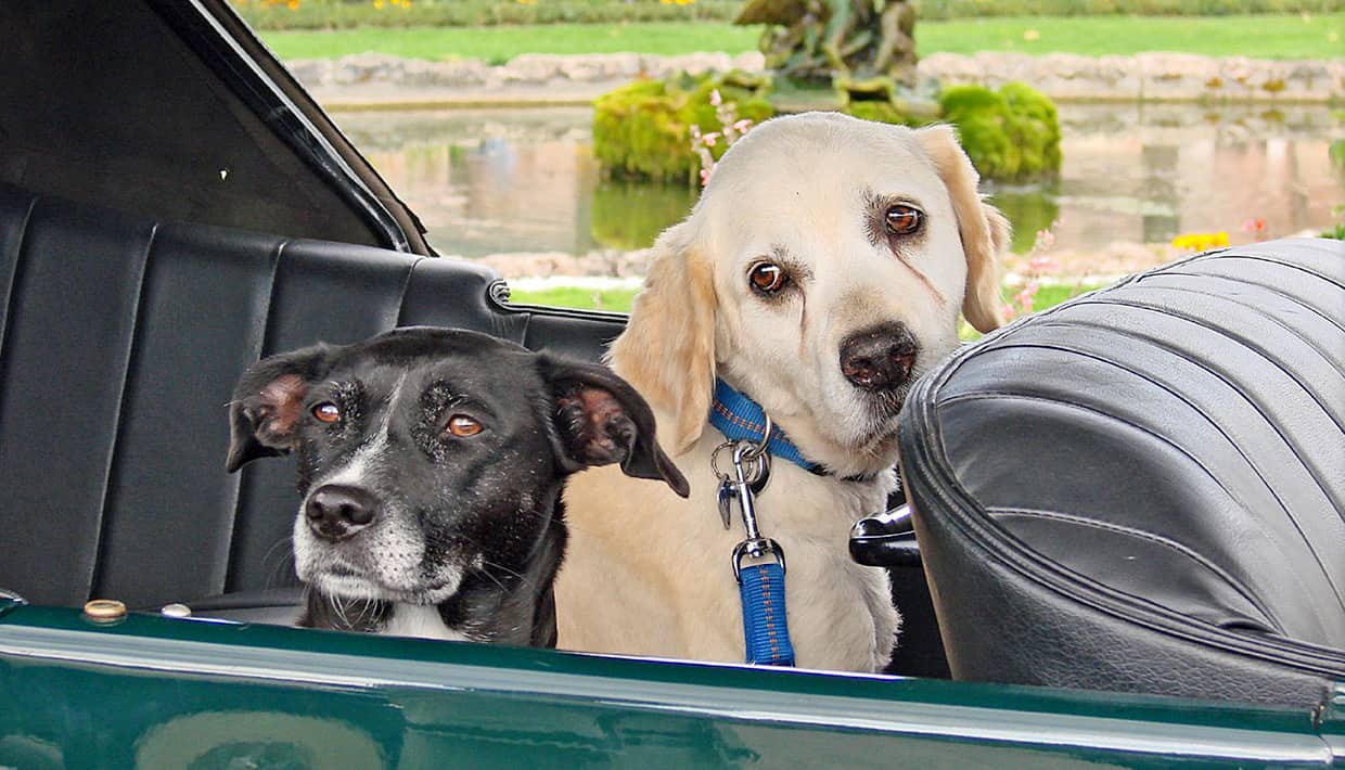 Así es como la DGT quiere que lleves a tu perro en el coche 17 Motor16 ¿Cuáles son las infracciones más habituales al transportar un perro en el coche?