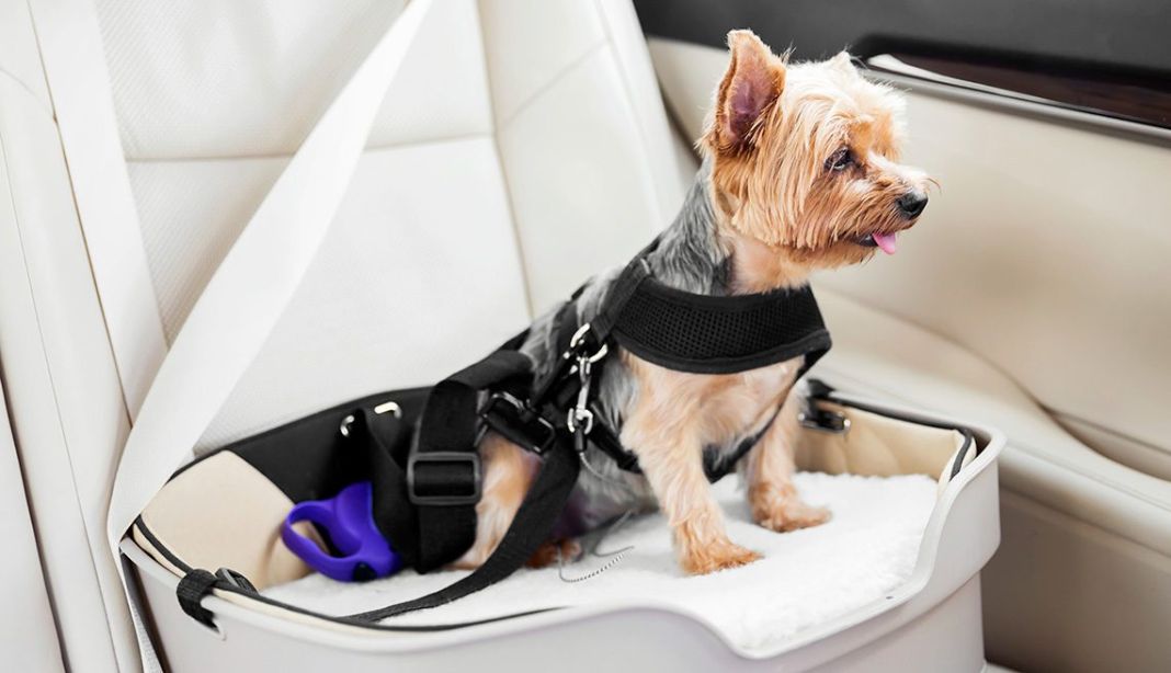 Así es como la DGT quiere que lleves a tu perro en el coche 16 Motor16 Consejos para trasladar animales en coche