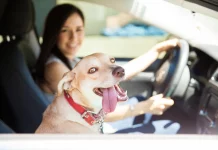 Si piensas viajar con tu perro en el coche, esta es la normativa que debes conocer