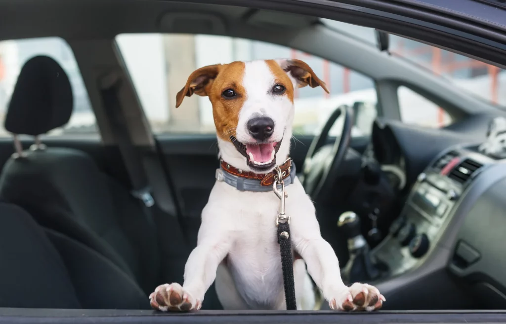 perro en el coche 7 Motor16