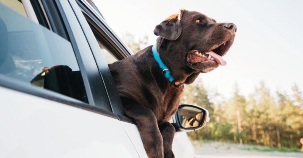 La Ley de Protección Animal y la multa que las autoridades te pueden poner por dejar a tu perro en una caravana 20 Motor16 viajar