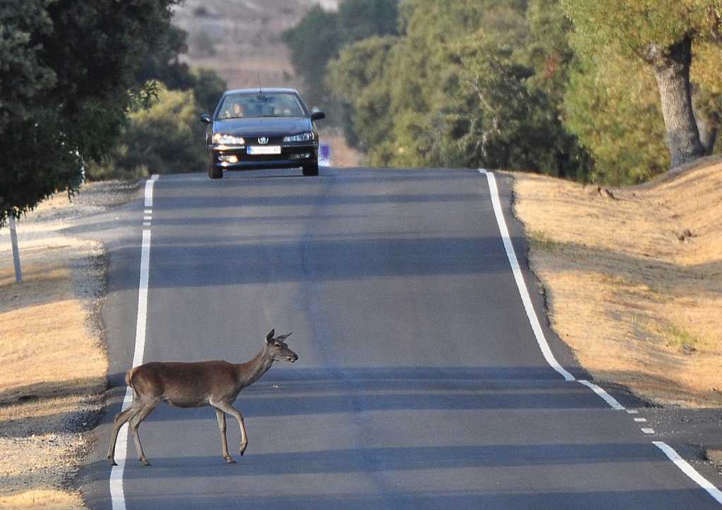 Cuidado con los animales Motor16
