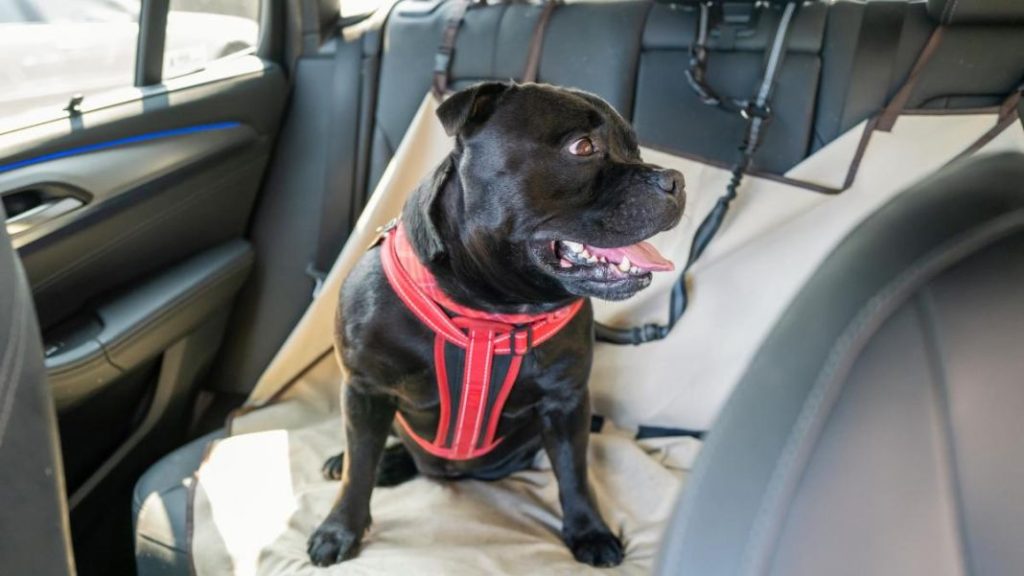 perro Motor16