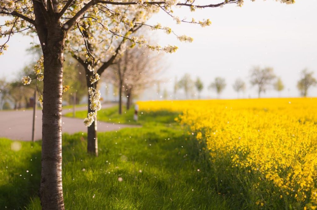 cuidado