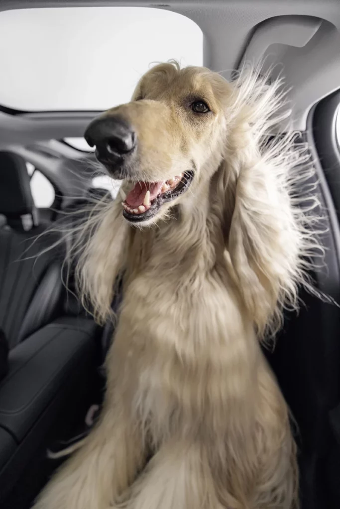 La marca que entiende -y hace caso- a los ladridos de tu perro 7 Motor16 MBUX BARK ASSIST MERCEDES BENZ6 Motor16