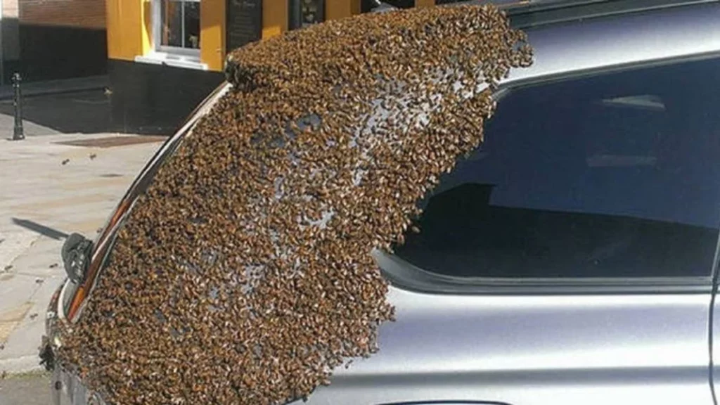 Las abejas no son tontas: Y por eso han elegido este deportivo Nissan de 300 CV para hacer su panal 1 Motor16 ¿Qué hacer si me encuentro con un enjambre como le sucedió al Nissan?