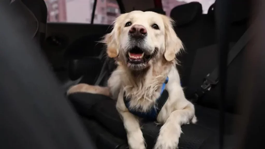 Así puedes quitar los pelos de tu perro de los asientos del coche en pocos segundos 1 Motor16 Un artículo accesible y muy útil