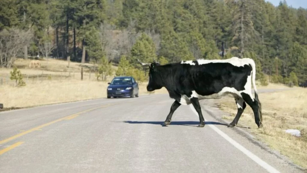 Cows on highways 1280x720 1 Motor16