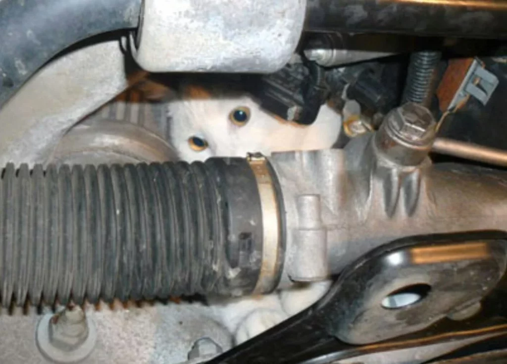C2Rx3z WEAAFmyU Motor16