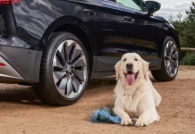 Viajar con mascotas: Reclaman una normativa específica para llevarlas en el coche