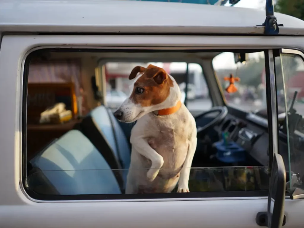 Protege los asientos de tu coche cuando viajes con tu mascota: Lidl tiene la solución perfecta por 6 euro 1 Motor16 Viajar con mascotas