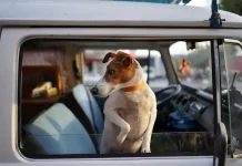 Alcampo tiene la solución para viajar con tu perro sin que te pongan una multa este verano